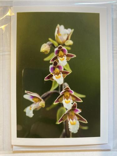 Kort
orkidé
sump-hullæbe