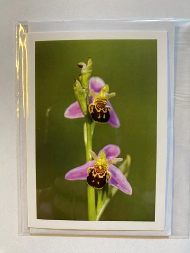 Kort
Biblomst
orkidé