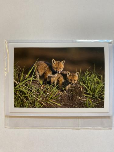 Kort
Ræv
Ræveunger