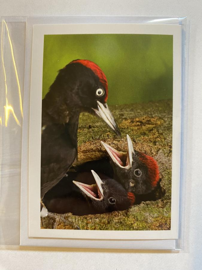 Kort
sortspætte